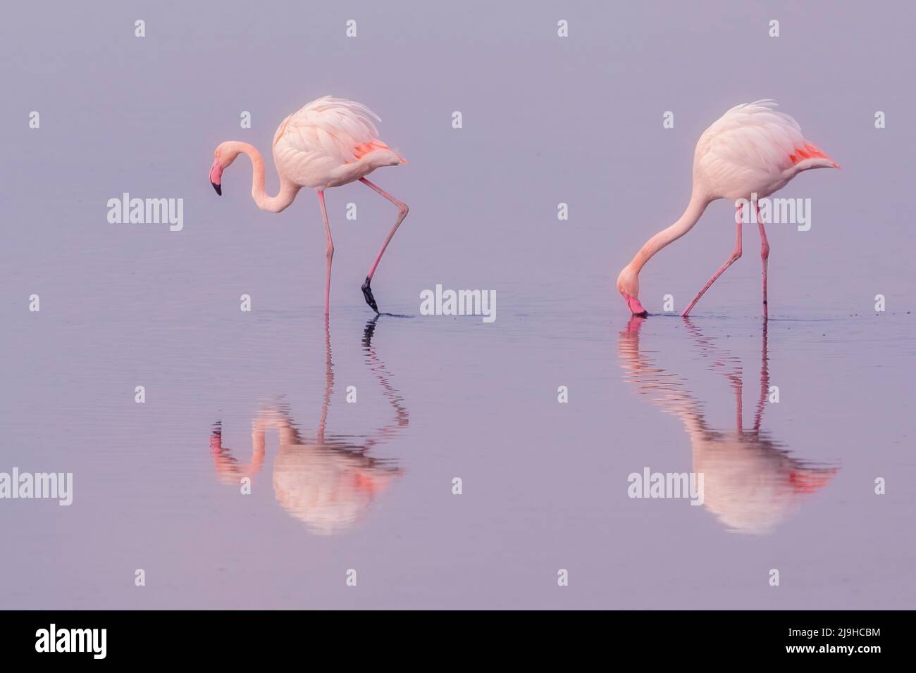 Group of pink flamingos and their reflections in lagoon Kalochori ...