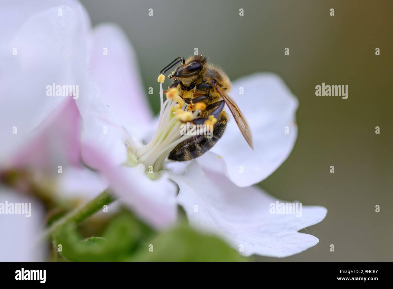 Apple blossom honey bee hi-res stock photography and images - Alamy