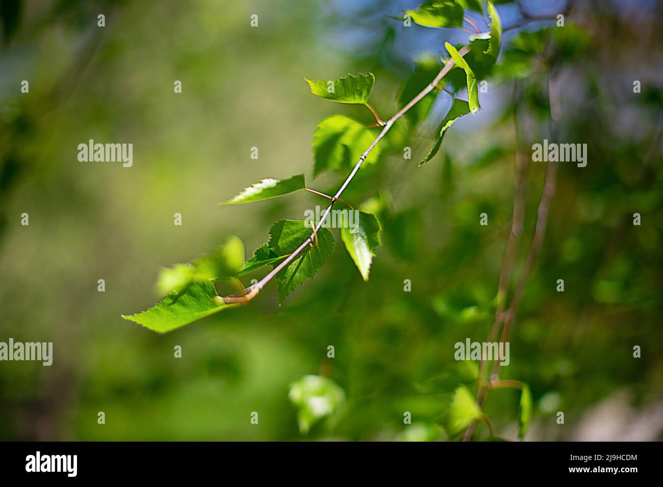Birch tree branch, green fresh leaves on the branch, the background is