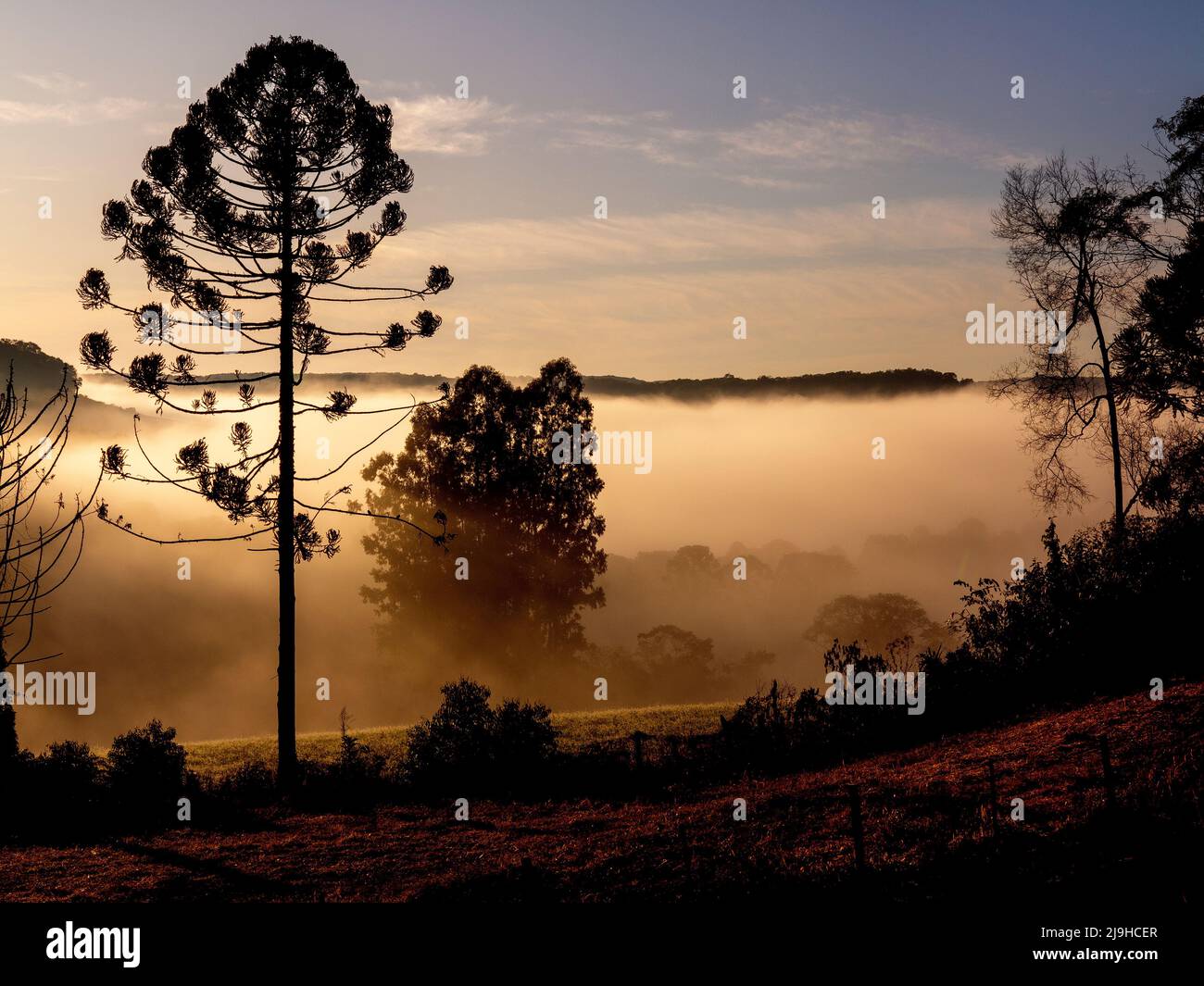 Araucaria tree in the early morning mist, Paraná State, Brazil Stock Photo