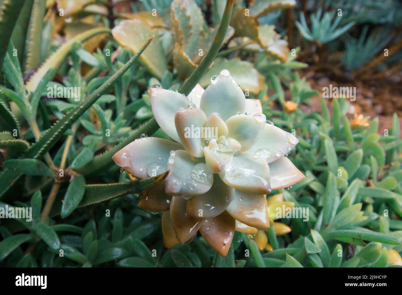 A close up view of a succulent or rock rose in sepia with water droplets on. Stock Photo
