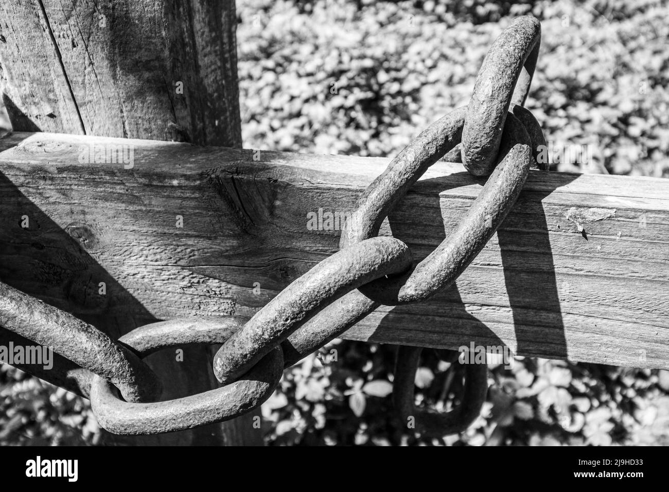 A close up view of a thick metal chain holding a gate closed in sepia Stock Photo