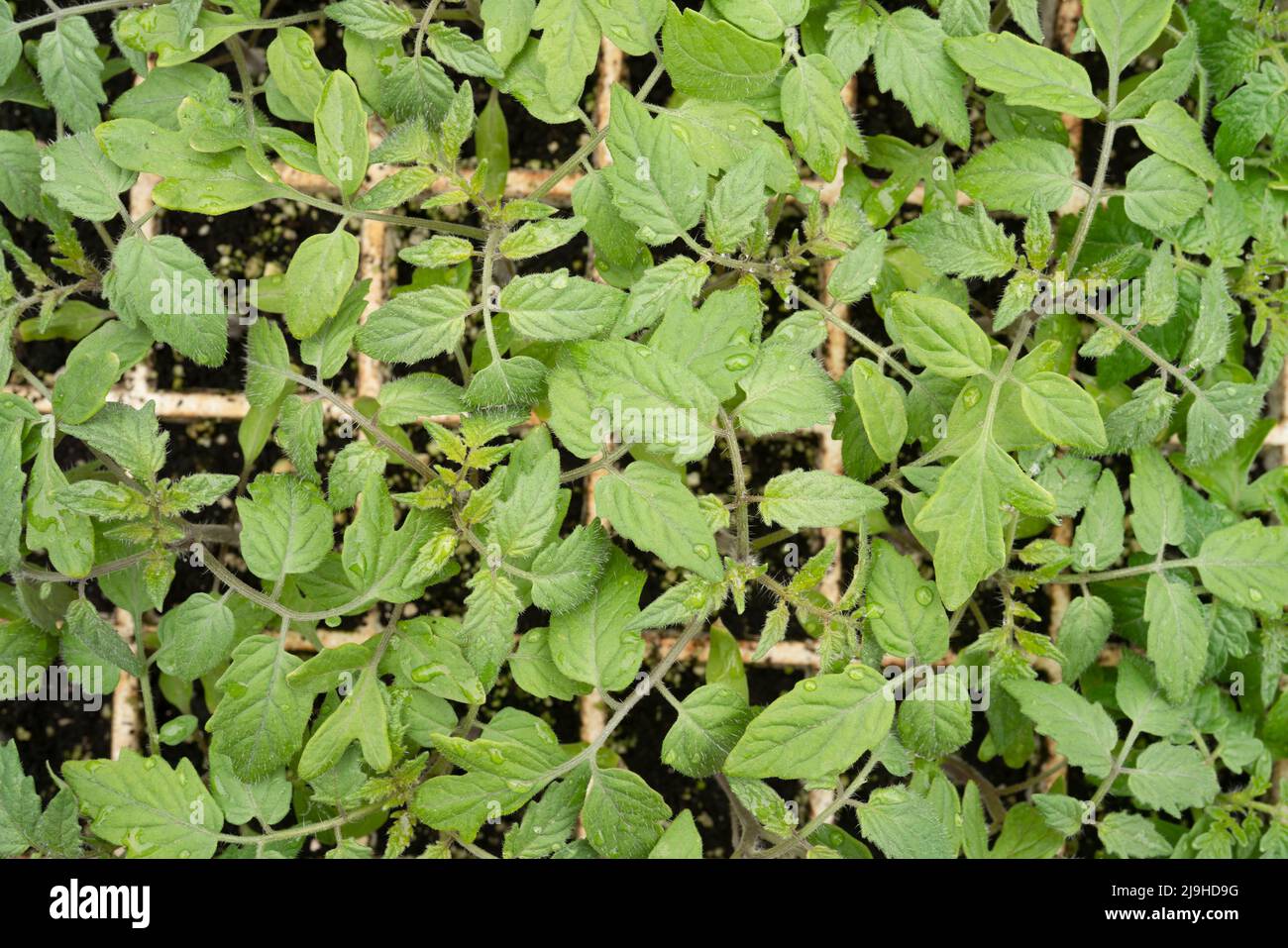 Young tomato transplants growing in a styrofoam tray. Stock Photo