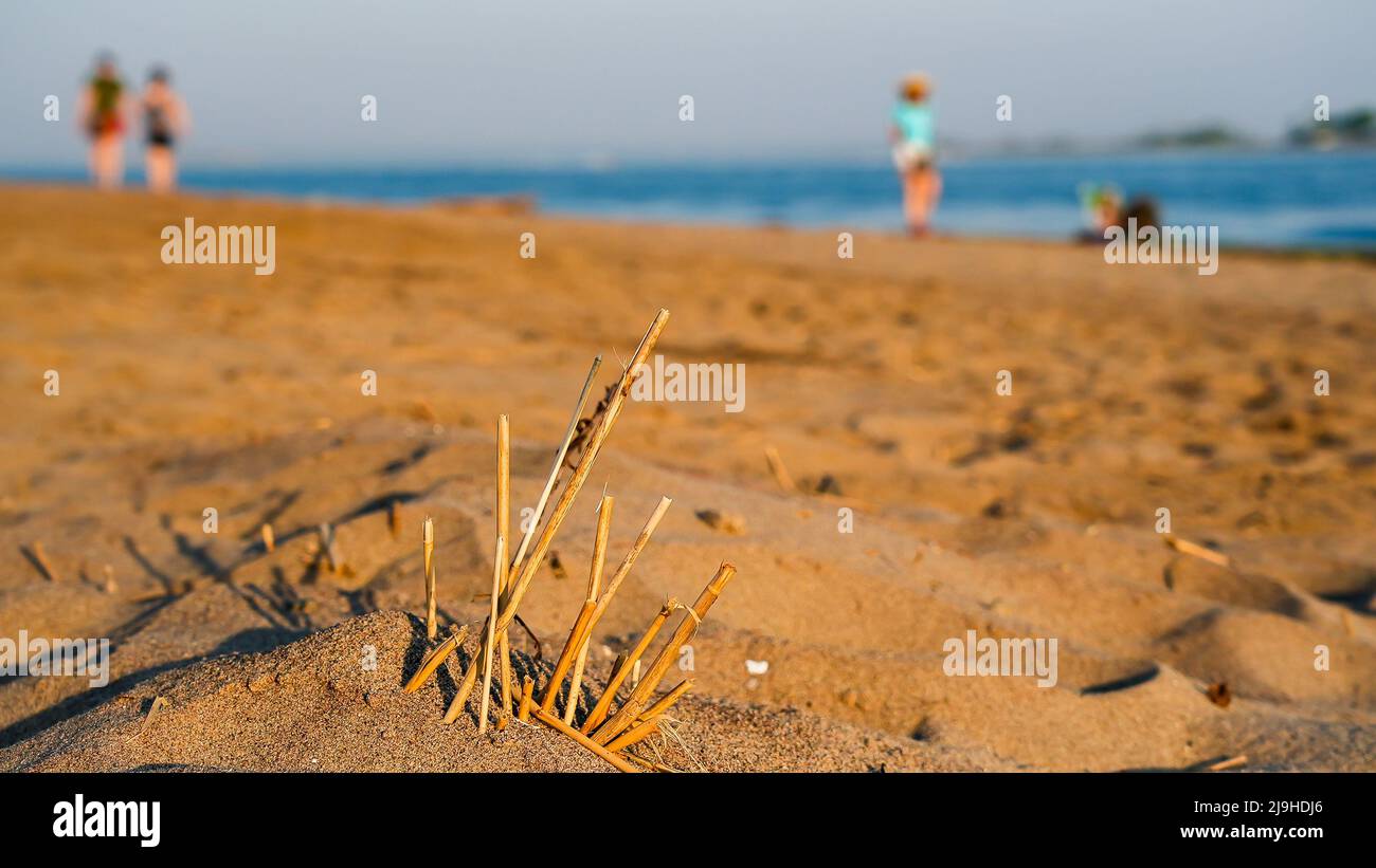 Dry plants on beach in sunny day with focusing on foreground Stock Photo