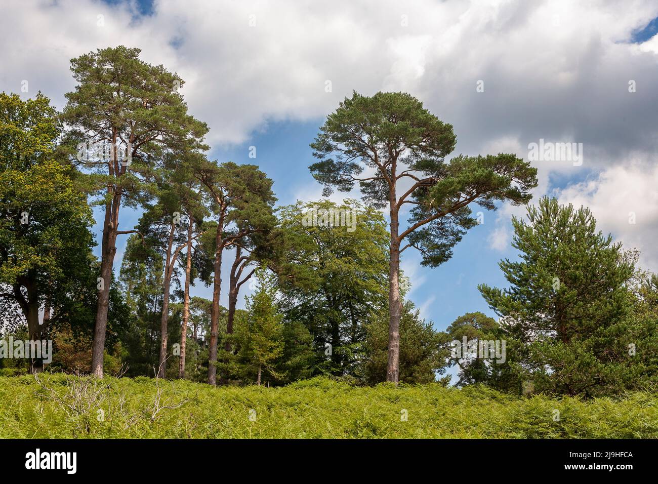 Scots pine in the Deer Park, a wild area of Leonardslee Gardens, West Sussex, UK Stock Photo