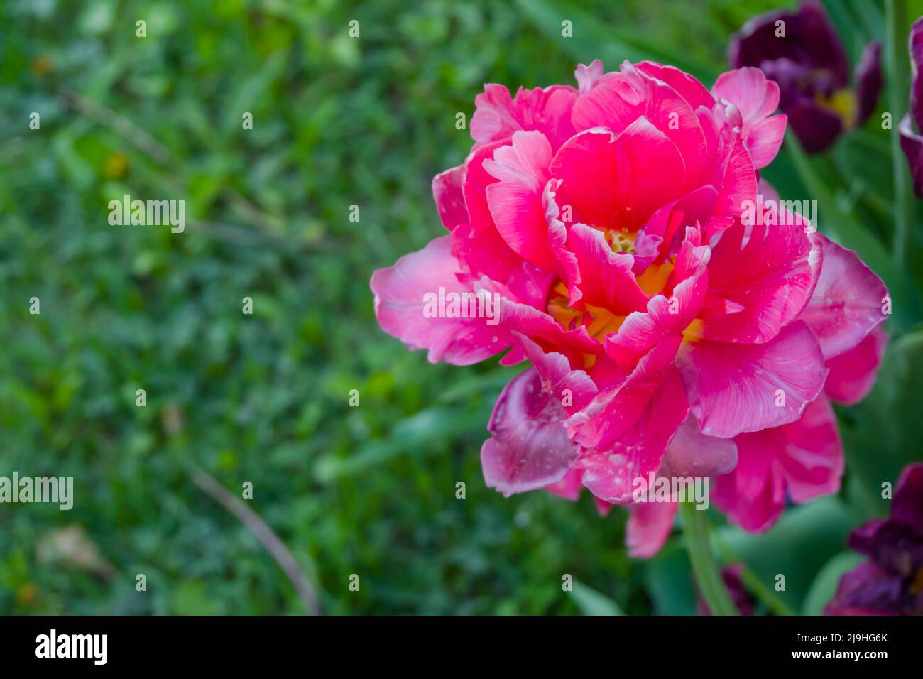 Pink tulip chato flower - close up Stock Photo - Alamy