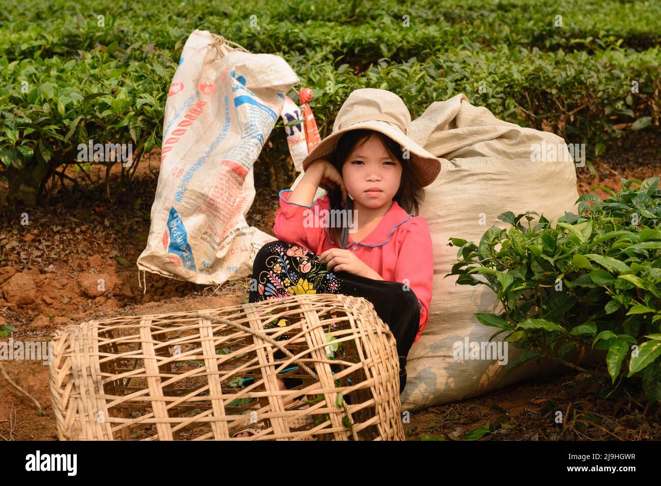 Sapa, Vietnam - April 17, 2016: Girl having rest on tea plantations in Northern Vietnam. A lot of children are involved at work. Stock Photo