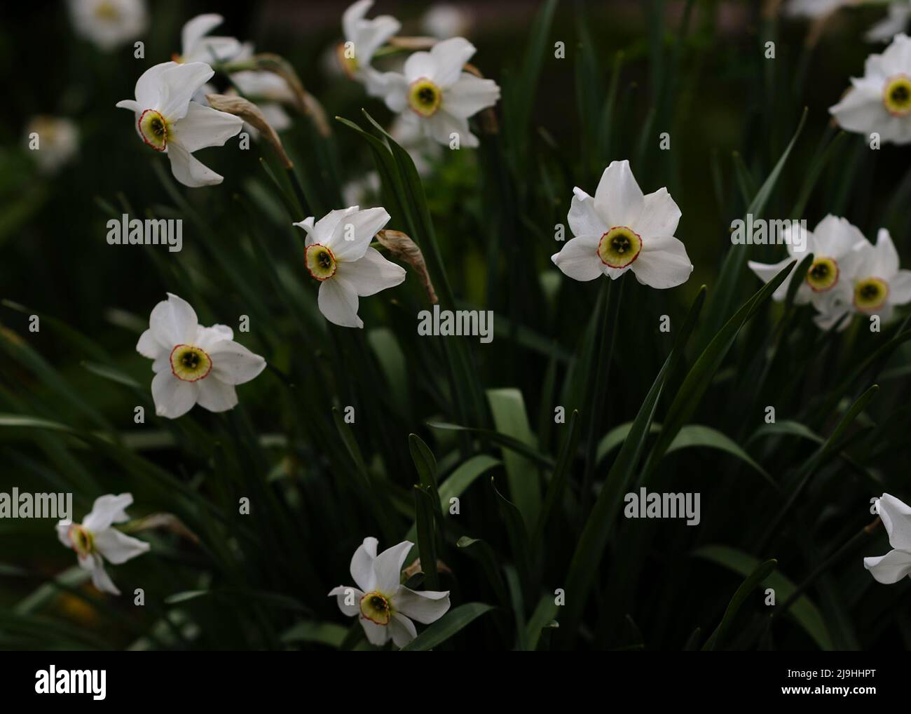 white daffodil flowers in the flower garden Stock Photo