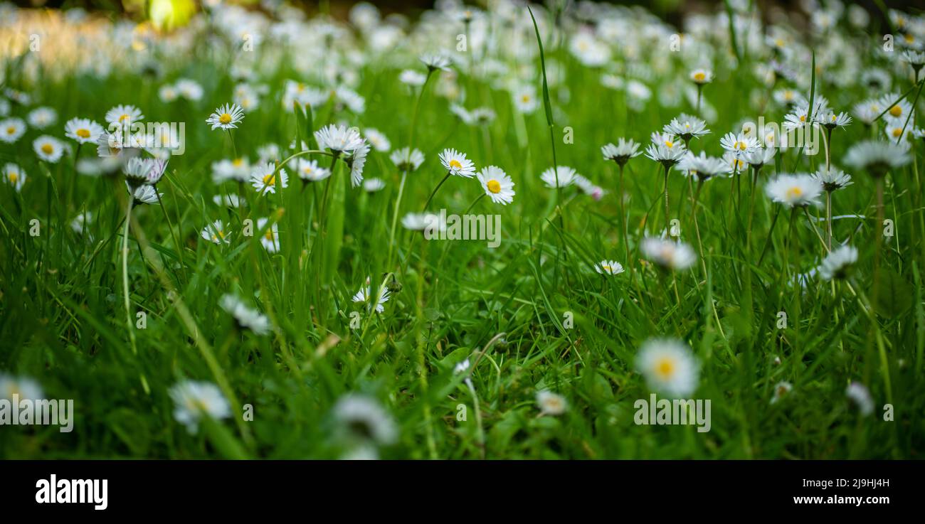 garden daisy, field daisy, springsummer popular flower Stock Photo Alamy