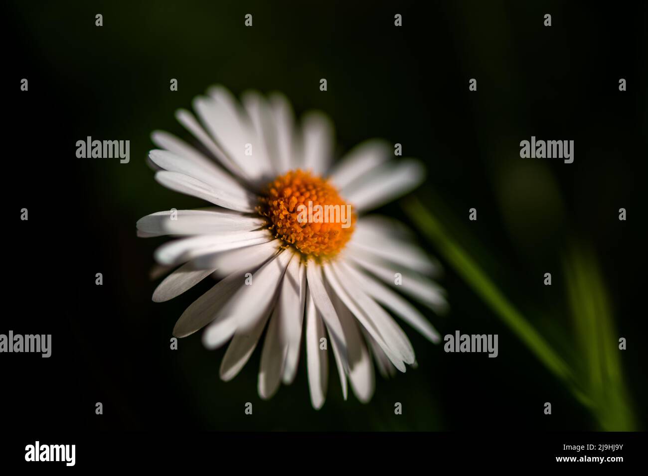 garden daisy, field daisy, springsummer popular flower Stock Photo Alamy