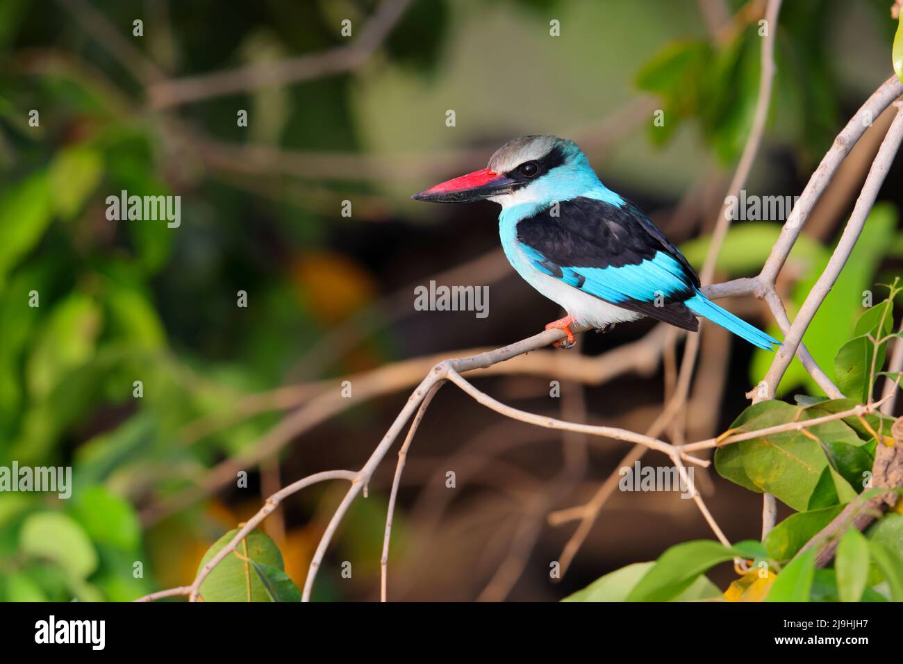 An adult Blue-breasted Kingfisher (Halcyon malimbica torquata) perched by a river in the Gambia, West Africa Stock Photo