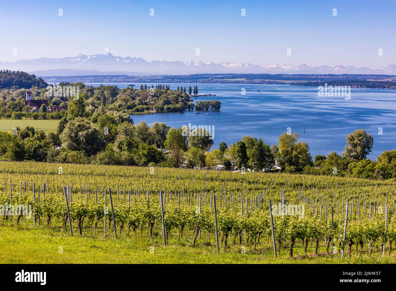 Germany, Baden-Wurttemberg, Unteruhldingen, Green vineyard in summer with Lake Constance in background Stock Photo