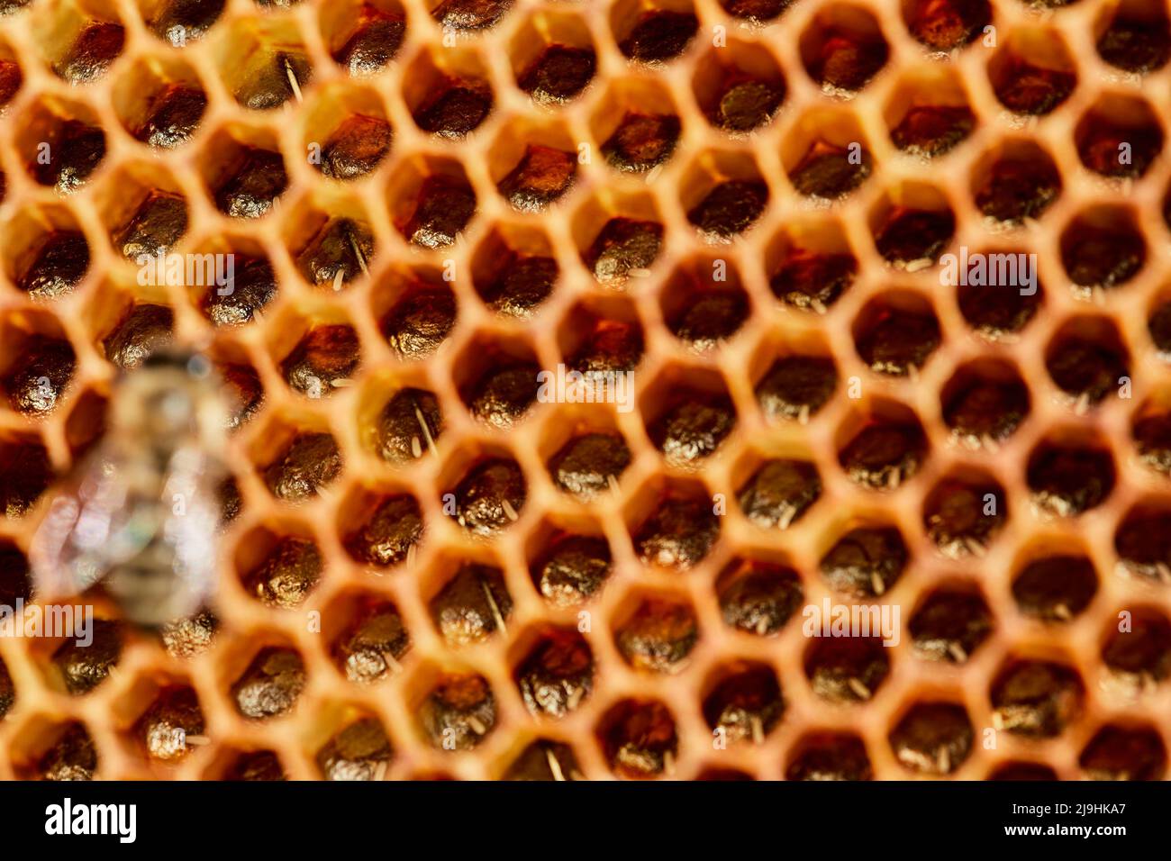 Honey bee eggs inside Stock Photo Alamy