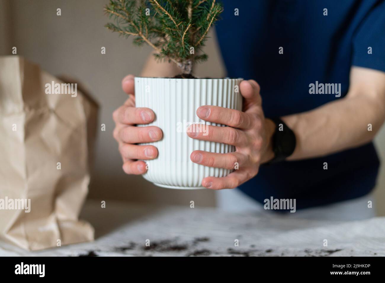 Hands of man holding potted plant at home Stock Photo - Alamy