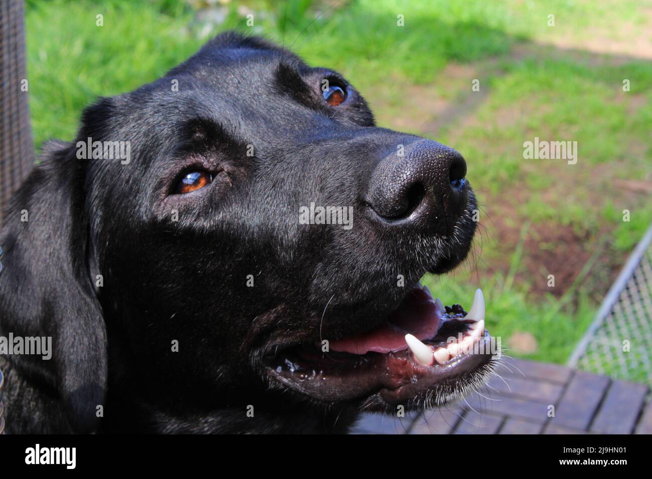 How Much Are Labrador Puppies In Australia