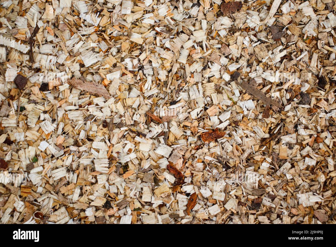 Close-up of a layer of sawdust from freshly sawn trees. Wood sawing waste used for heating. Stock Photo