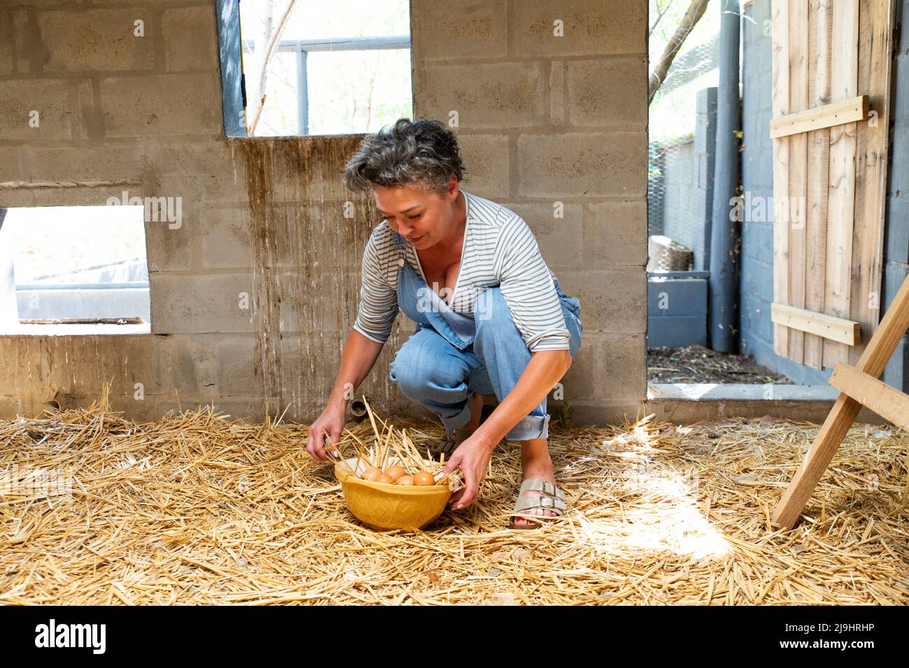 Mature farm owner collecting eggs in bowl from chicken coop Stock Photo