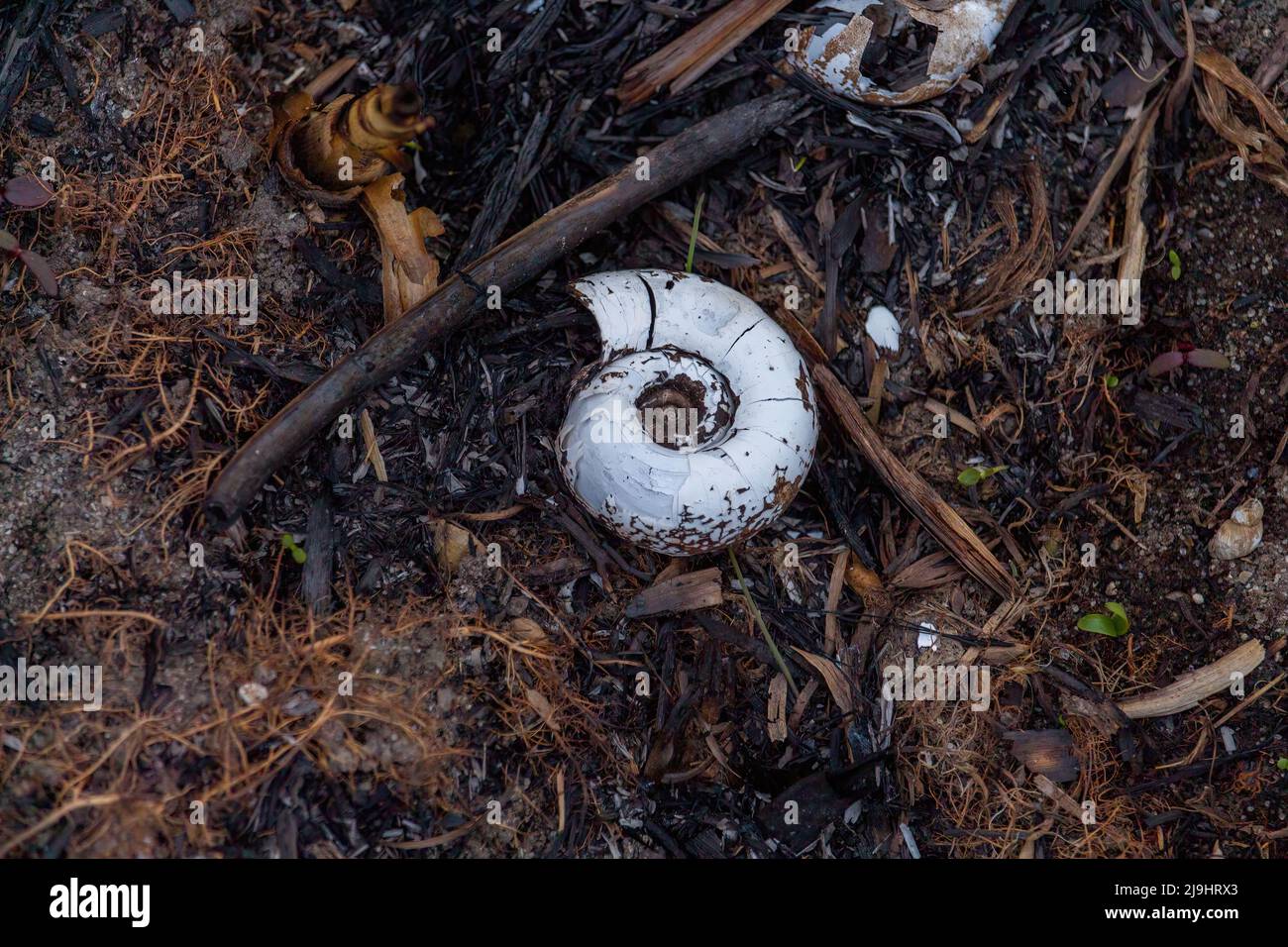 Snail on the river bank. White shell of a river snail on the ground Stock Photo