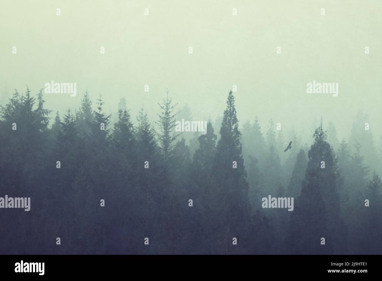 Forest trees shrouded in thick fog Stock Photo - Alamy