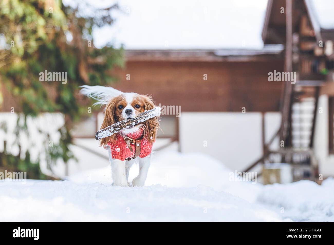 Dog with stick in mouth walking on snow Stock Photo
