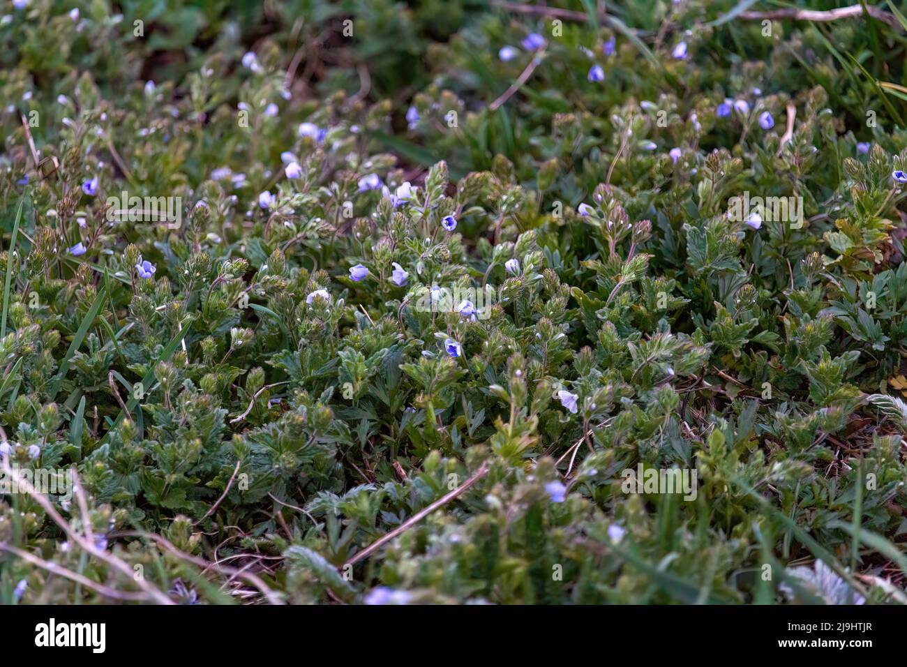 Birds eye speedwell common speedwell persian speedwell hi-res stock ...