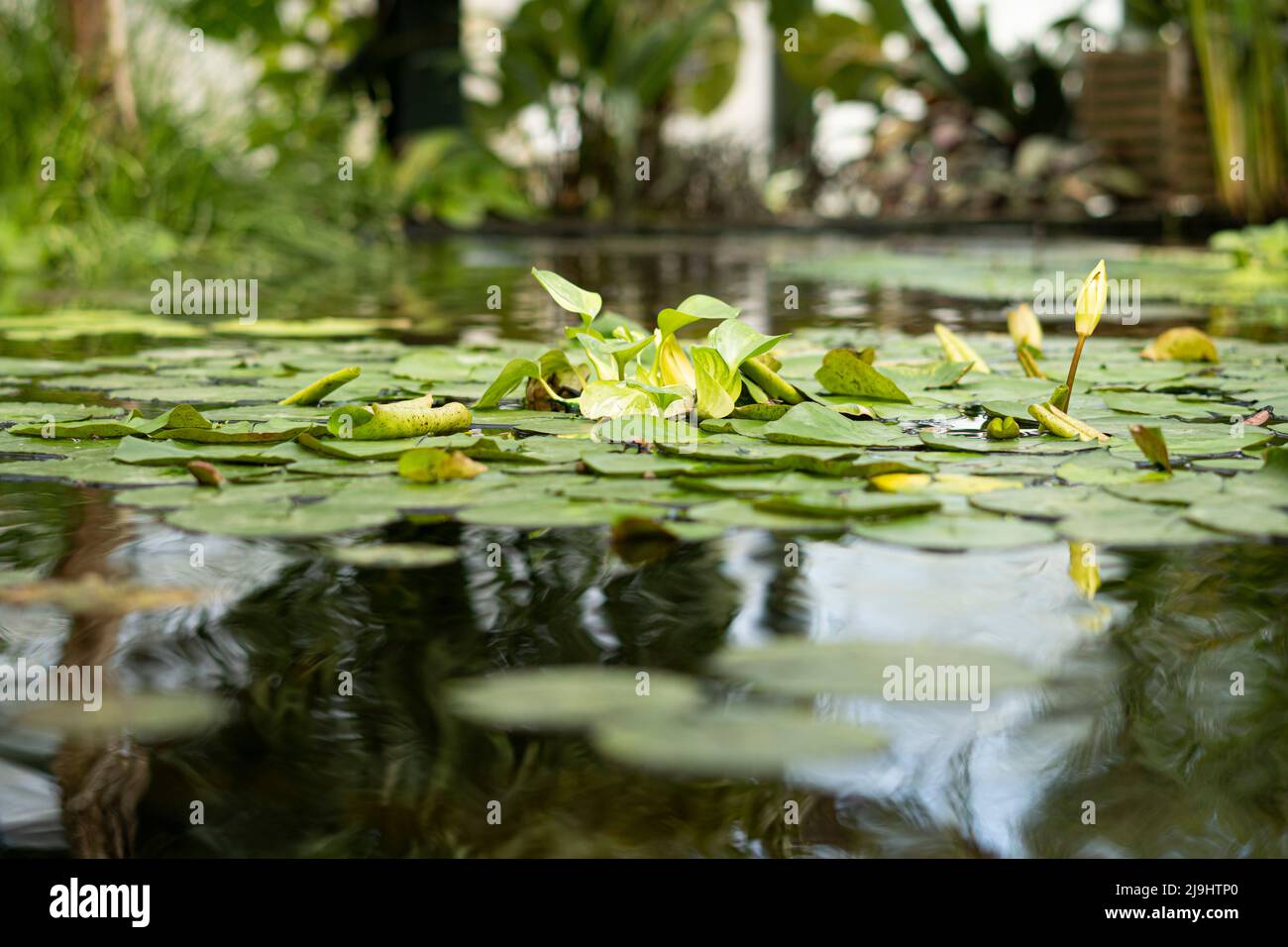 Green leaves of water lilies floating on pond Stock Photo