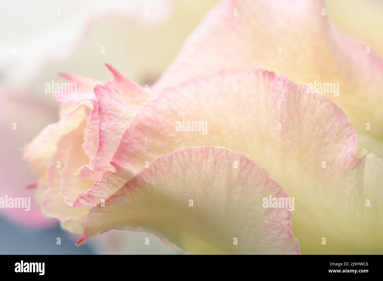 Light cream and pink petals of desert rose bud, soft pastel flower background. Stock Photo