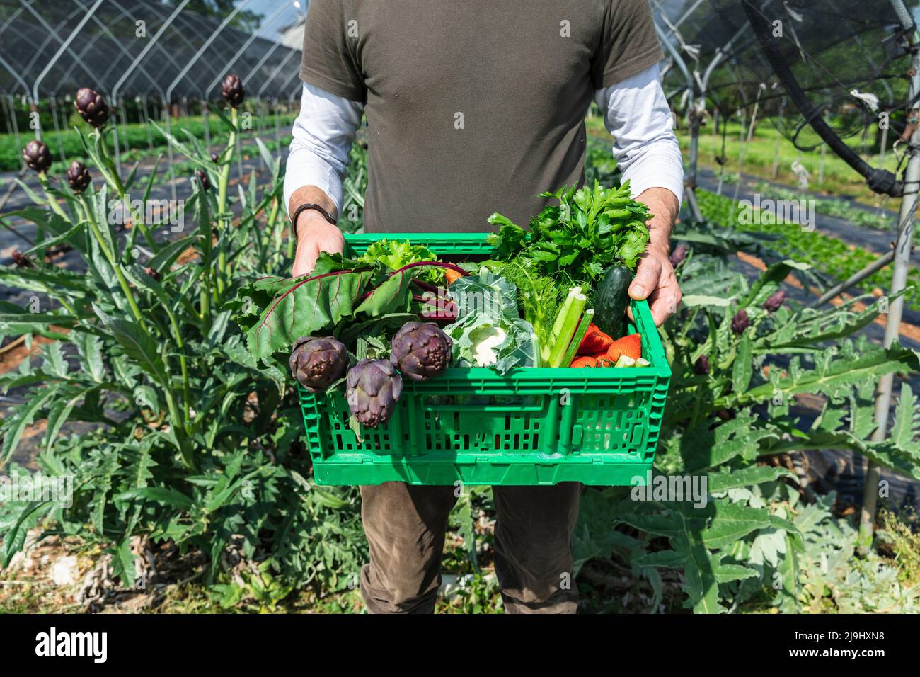Farmer with freshly picked organic vegetables standing in greenhouse Stock Photo