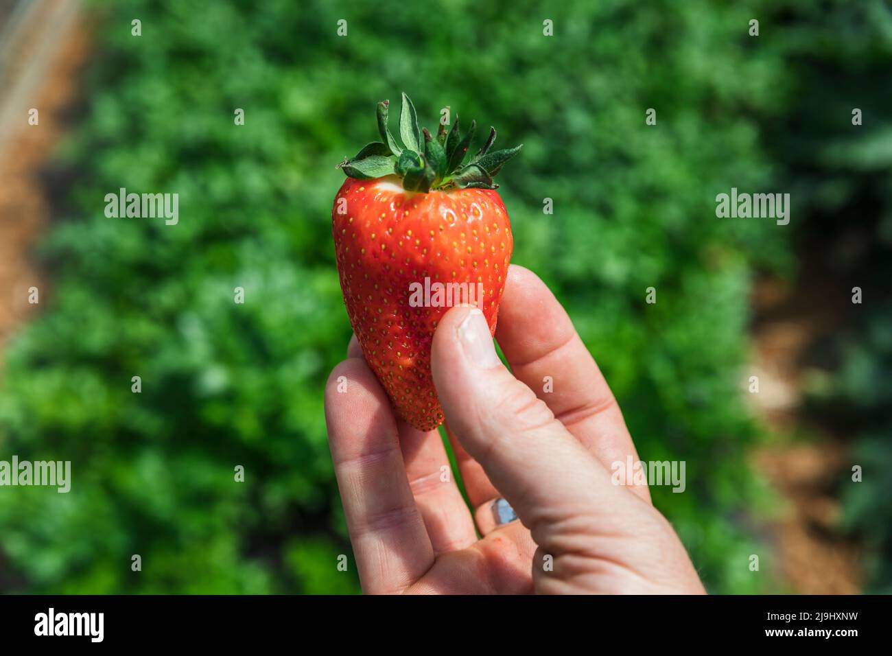 Red strawberry hi-res stock photography and images - Alamy