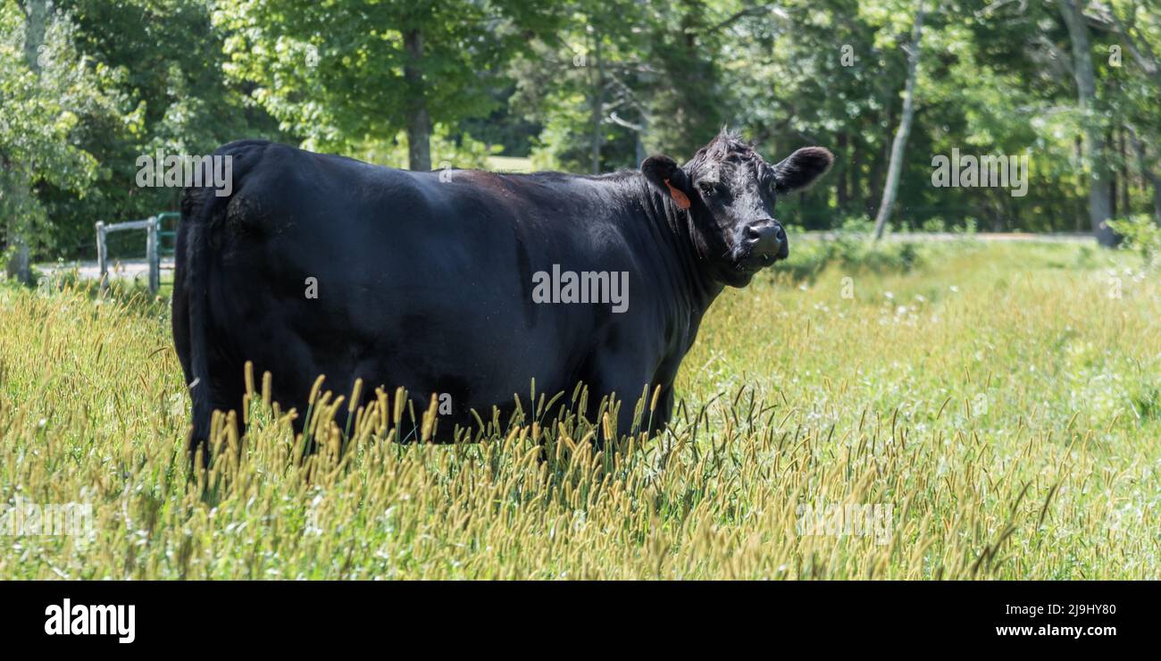 Angus cow in field of long grass Stock Photo