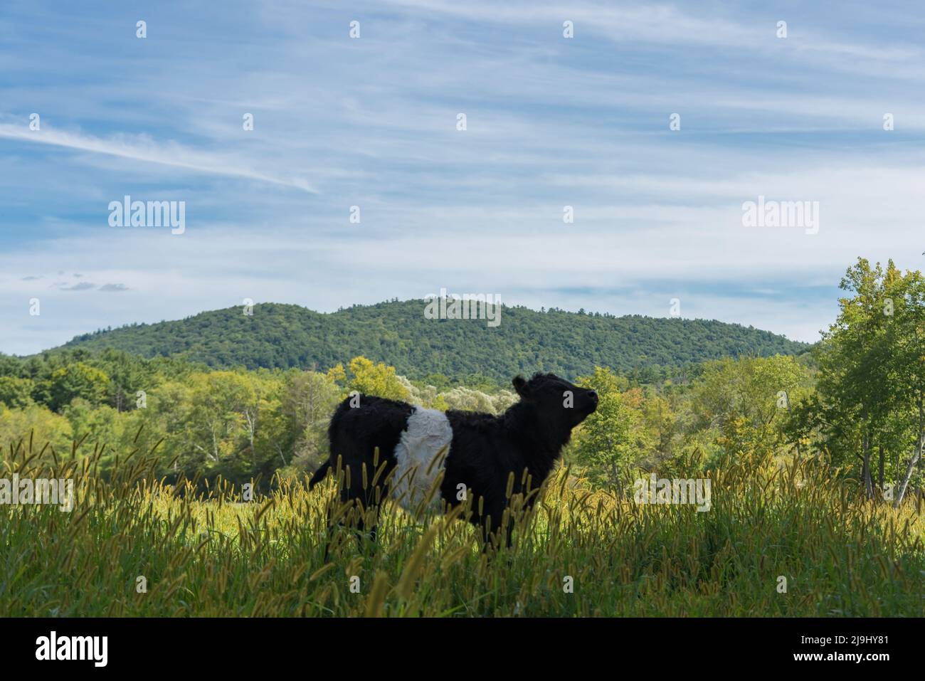 Belted Galloway calf skipping in long grass in summer in Nw England Stock Photo