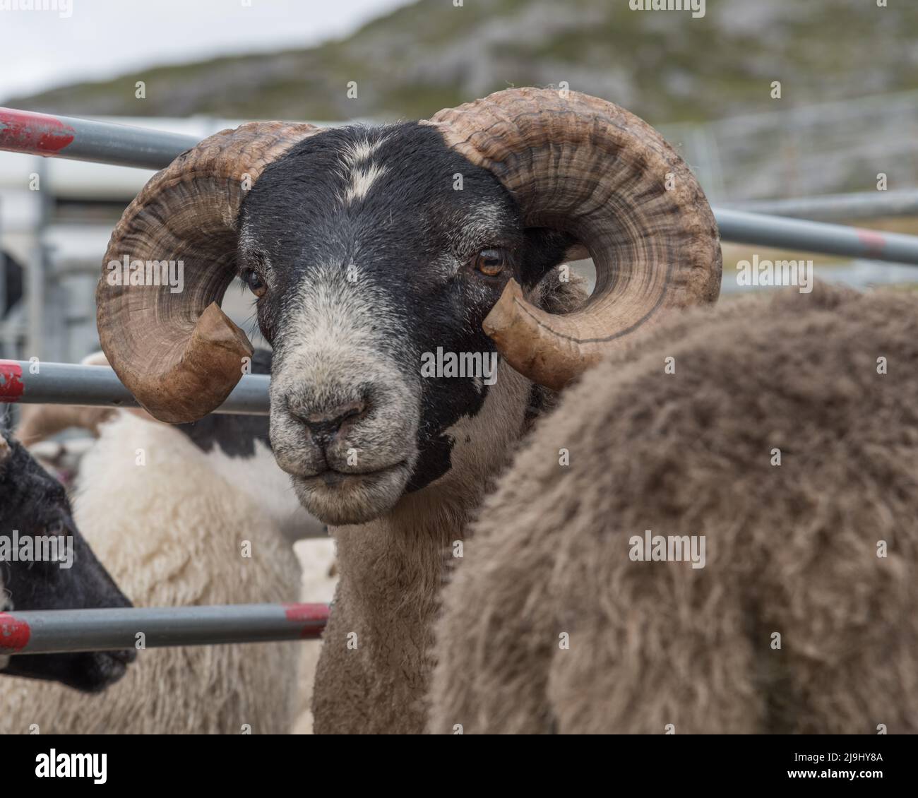 Pedigree Cheviot Ram with horns in Enclosure Stock Photo