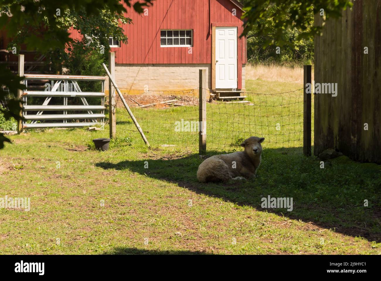 Merino sheep sheltering from sun in shadow of barn in summer Stock Photo