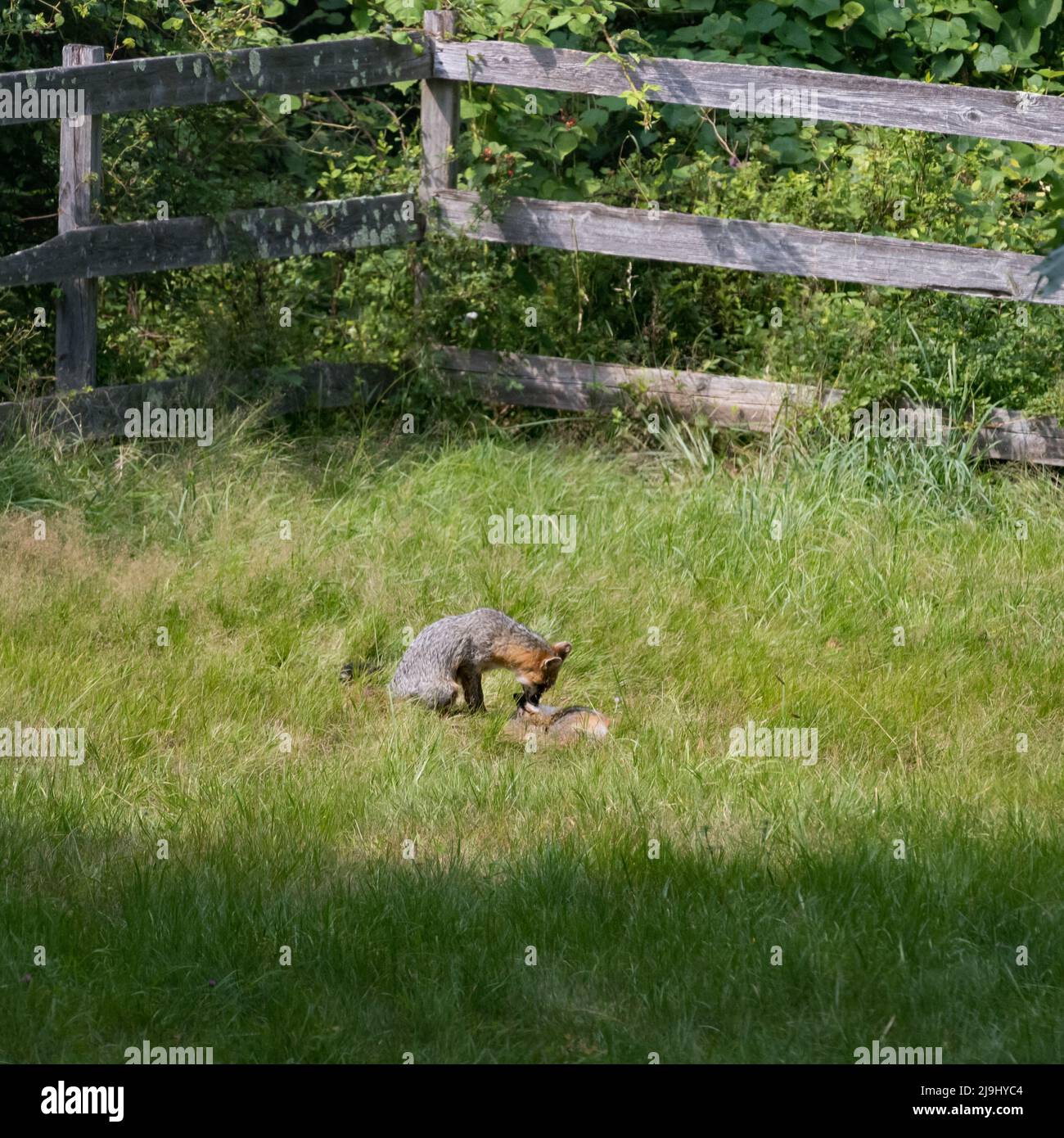 Two silver foxes in long grass in summer Stock Photo