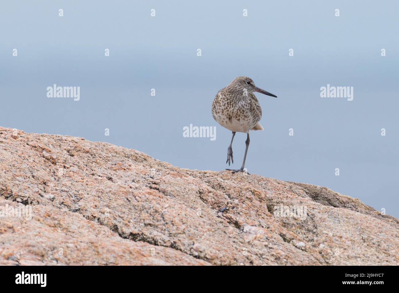 Seabird standing on one leg on a rock at Long Island Sound, Ct, USA Stock Photo