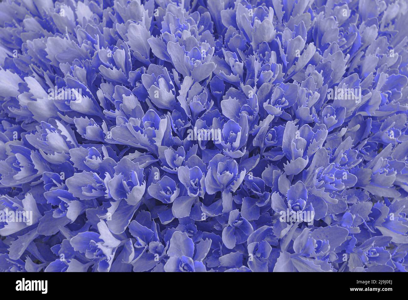 Cones of thick leaves of the plant in the garden, grown into a large clump. A picture tinted in 2022 colors (Pantone Very Peri 17-3938). Stock Photo