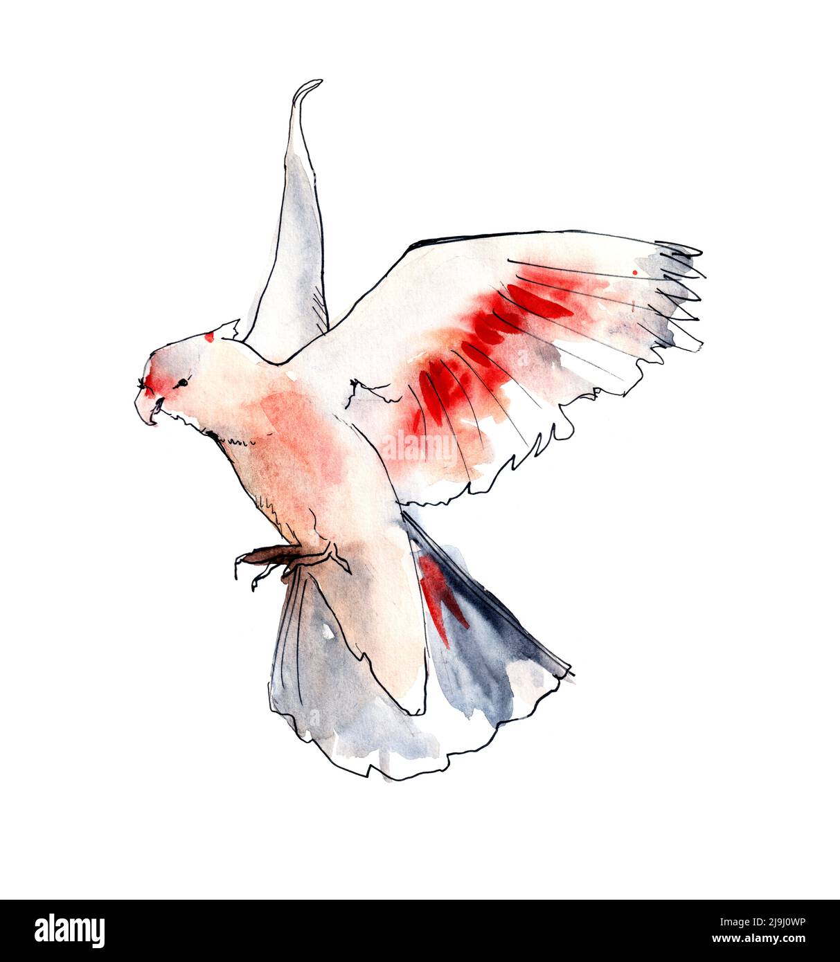 Australian birds. Watercolor sketch. Stock Photo