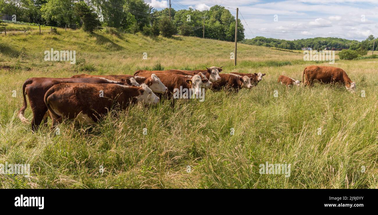Brown white cattle hereford hi-res stock photography and images - Alamy