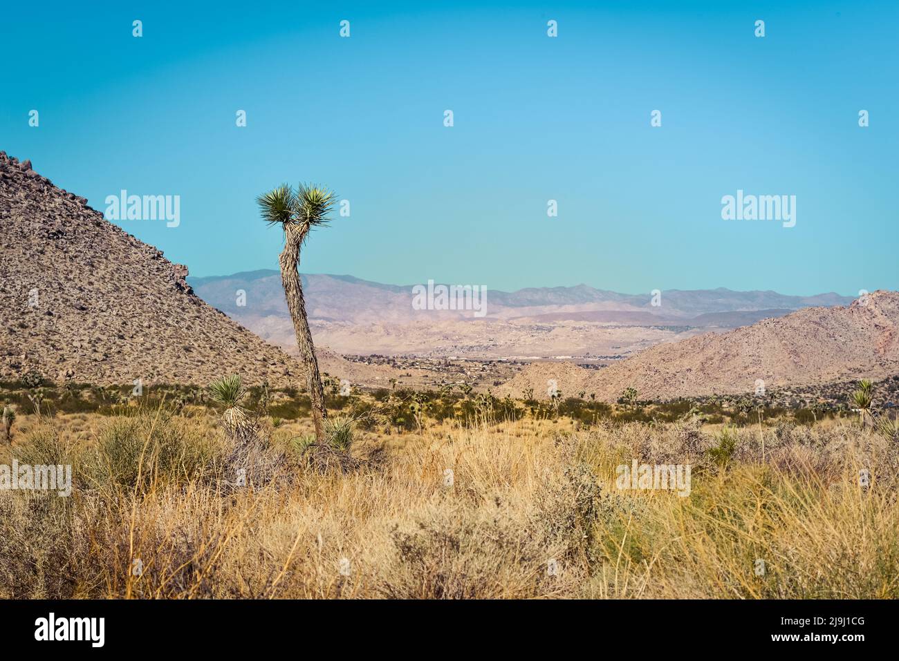 A Joshua tree stands solo amongst desert landscape overlooking the Coachella Valley, in the Joshua Tree National Park, in the Mojave desert, CA, USA Stock Photo