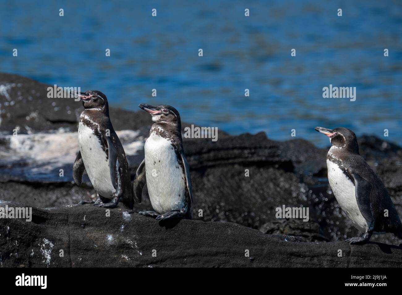 Ecuador, Galapagos, Northwestern coast of Isabela, Tagas Cove. Galapagos penguins (WILD: Sphensicus mendiculus) Stock Photo