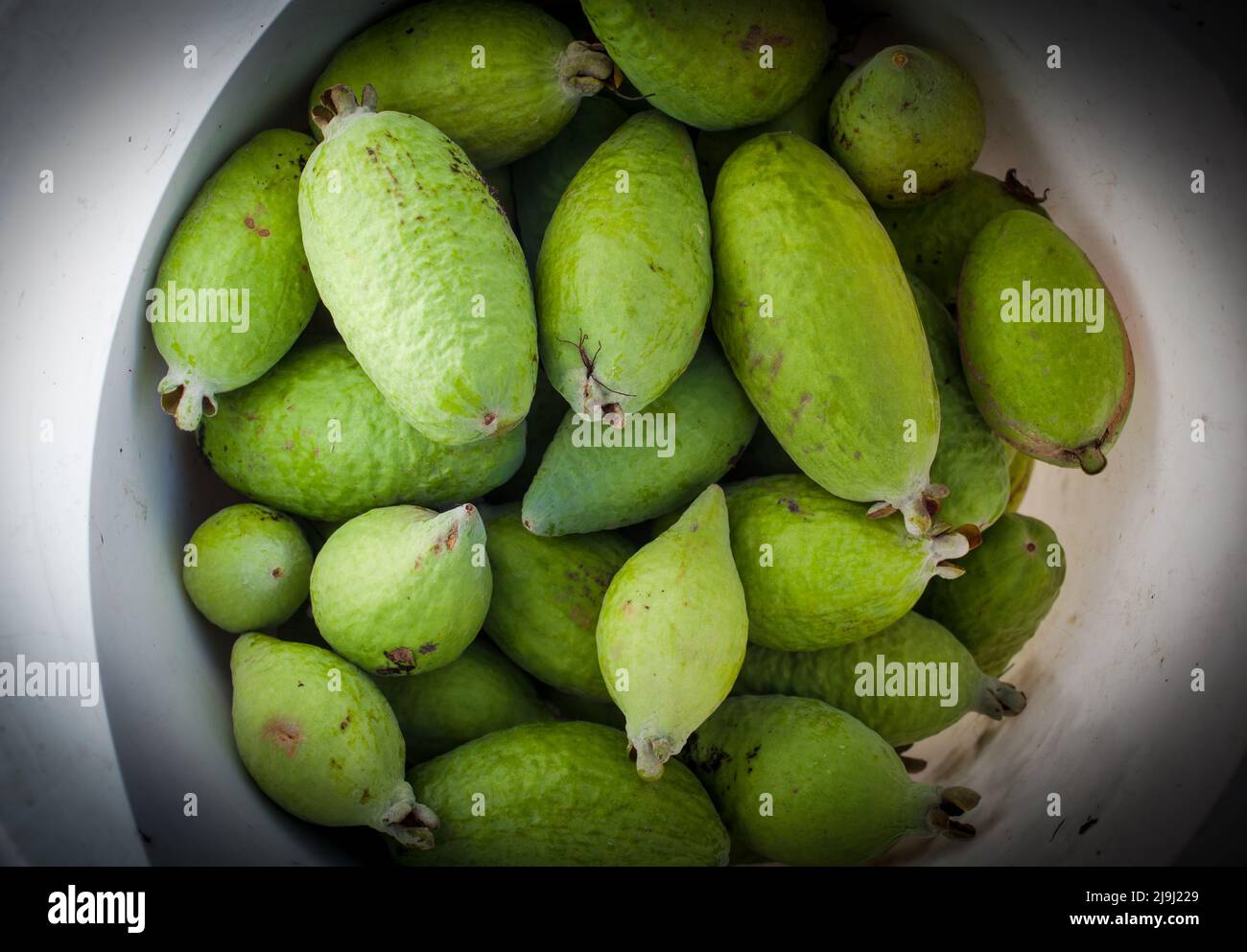 haie de feijoa sellowiana