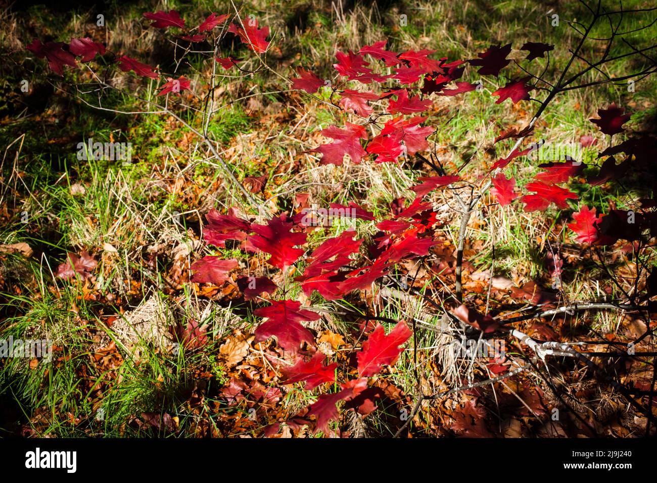 Autumn leaves, from an Oak seedling: I just love these rich Autumn colours. Stock Photo