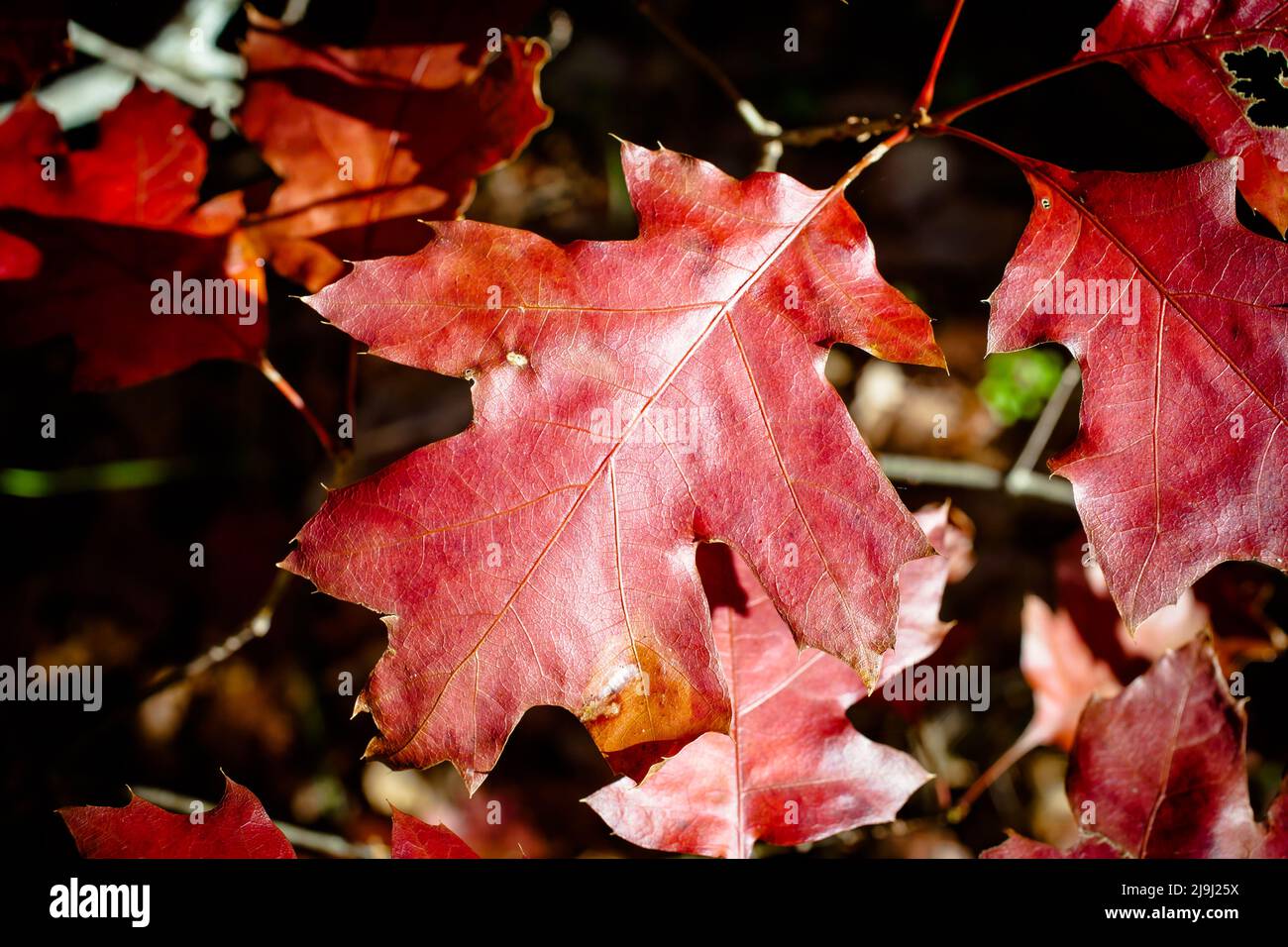 Autumn leaves, from an Oak seedling: I just love these rich Autumn colours. Stock Photo
