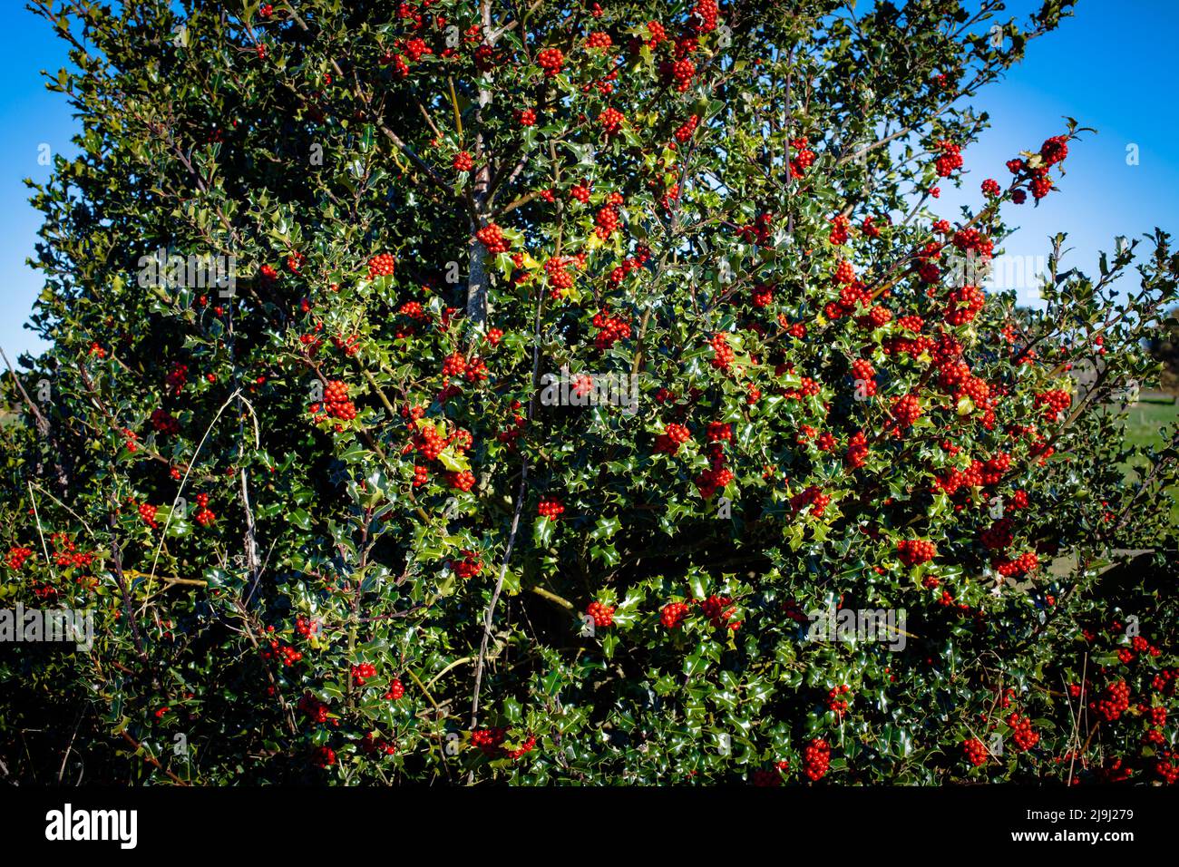 A LOok At Life In New Zealand Holly Bush Ilex Aquifolium Resplendent 