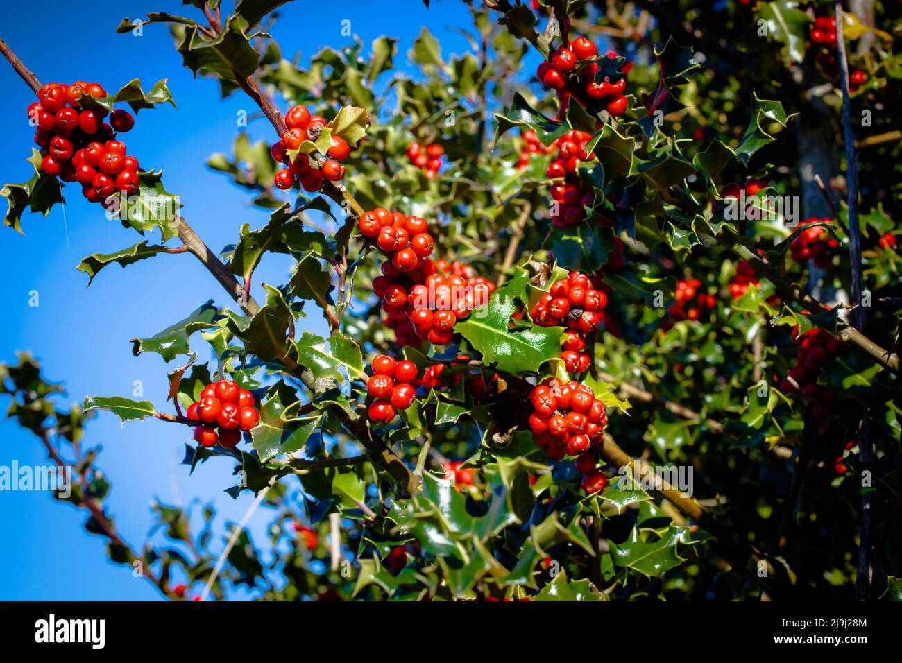 A LOok At Life In New Zealand Holly Bush Ilex Aquifolium Resplendent 