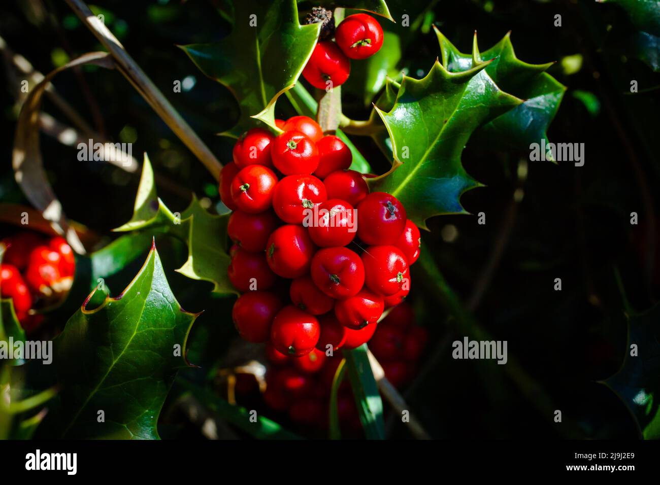 A LOok At Life In New Zealand Holly Bush Ilex Aquifolium Resplendent 