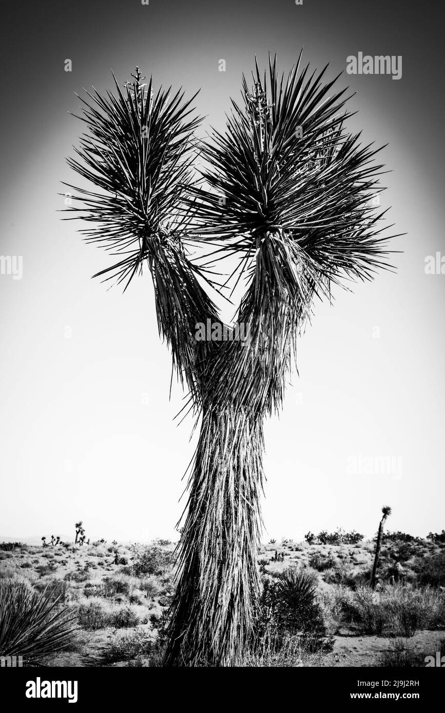 The unique Joshua tree with it's bearded- trunk and spiky leaves in the rocks & boulders of the Joshua Tree National Park, in the Mojave desert, CA Stock Photo
