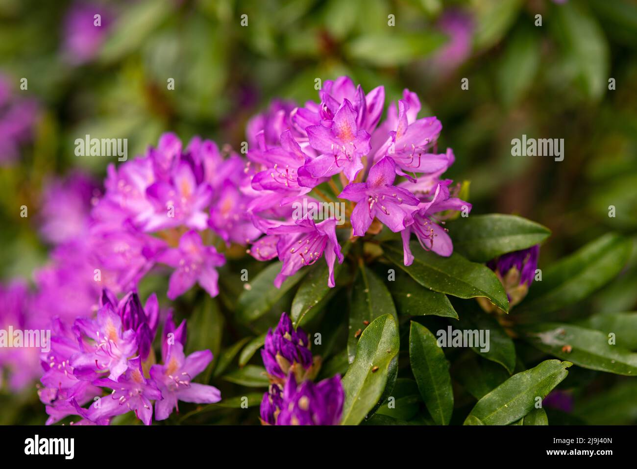 blooming purple buds of rhododendron in the spring garden Stock Photo