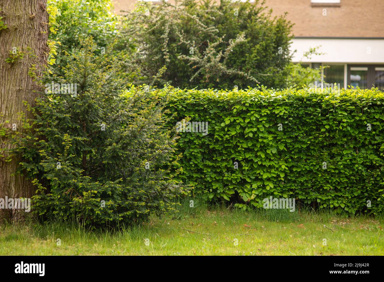 living wall fence of bushes next to the spruce in the background of the