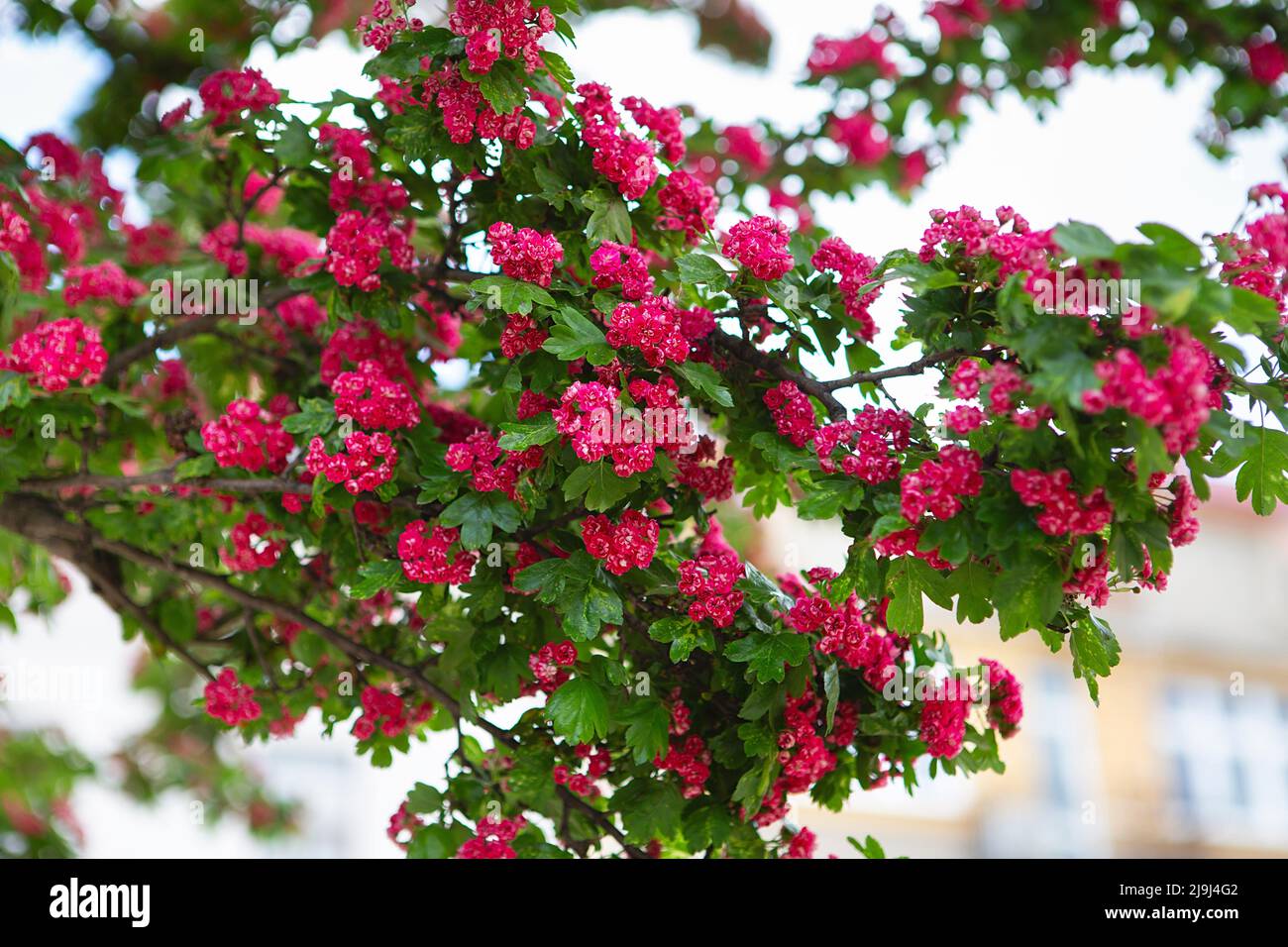 Amazing hawthorn blooms in the park. Tree branches with carmine-red flowers of Paul's Scarlet Hawthorn or Crataegus Laevigata. Inflorescences of a haw Stock Photo